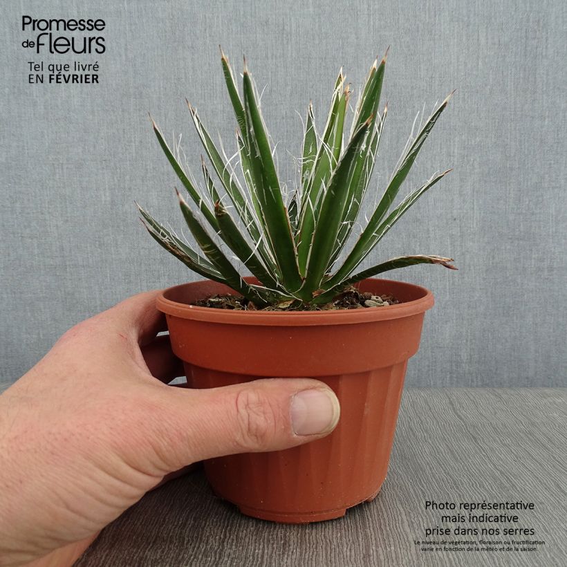 Amostra de Agave filifera Vaso de 8/9 cm tal como entregue no inverno