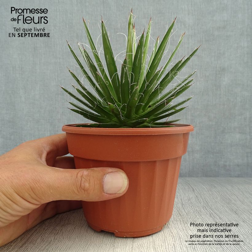 Amostra de Agave filifera Vaso de 8/9 cm tal como entregue no outono