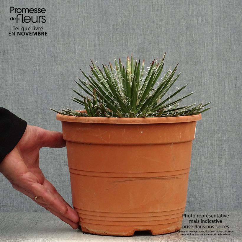Amostra de Agave filifera Vaso de 1,5 L/2 L tal como entregue no outono