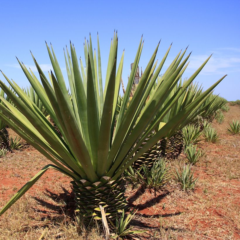 Agave fourcroydes (Hábito)