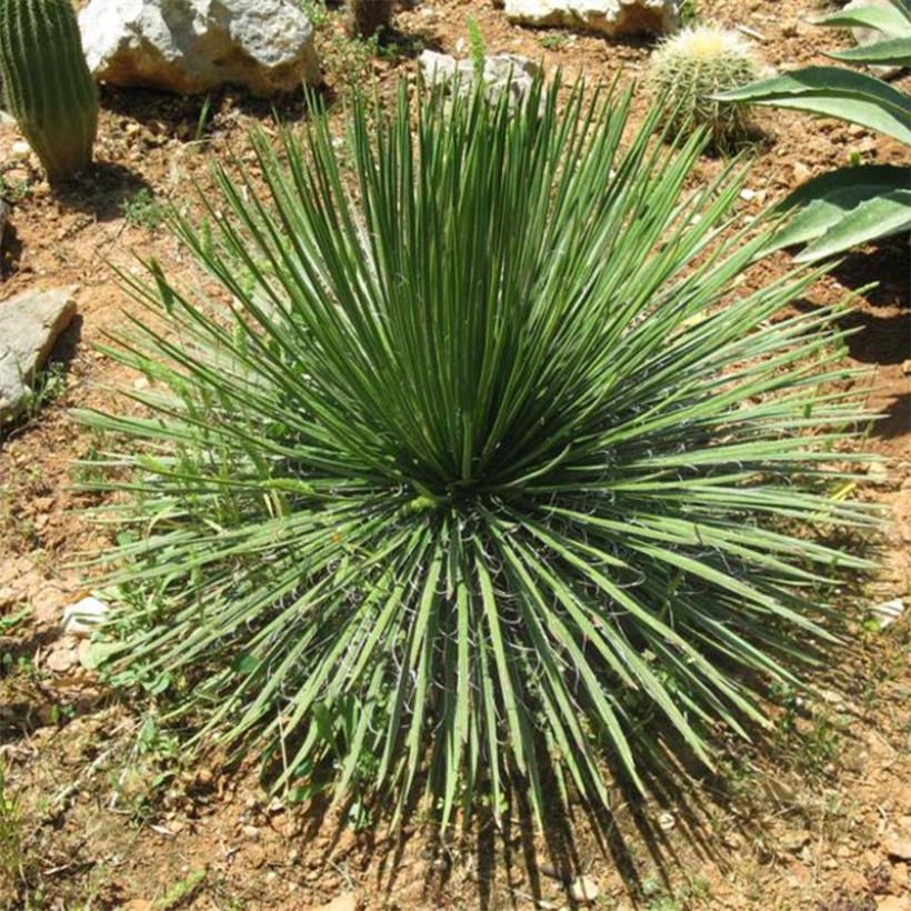 Agave geminiflora (Hábito)