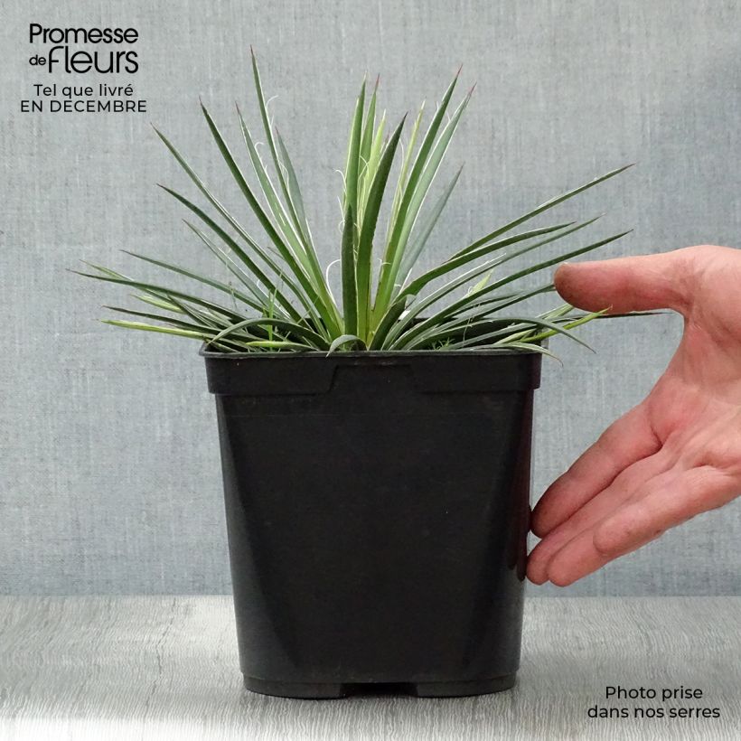Amostra de Agave geminiflora - Agave à fleurs jumelles Pot de 2L/3L tal como entregue no inverno