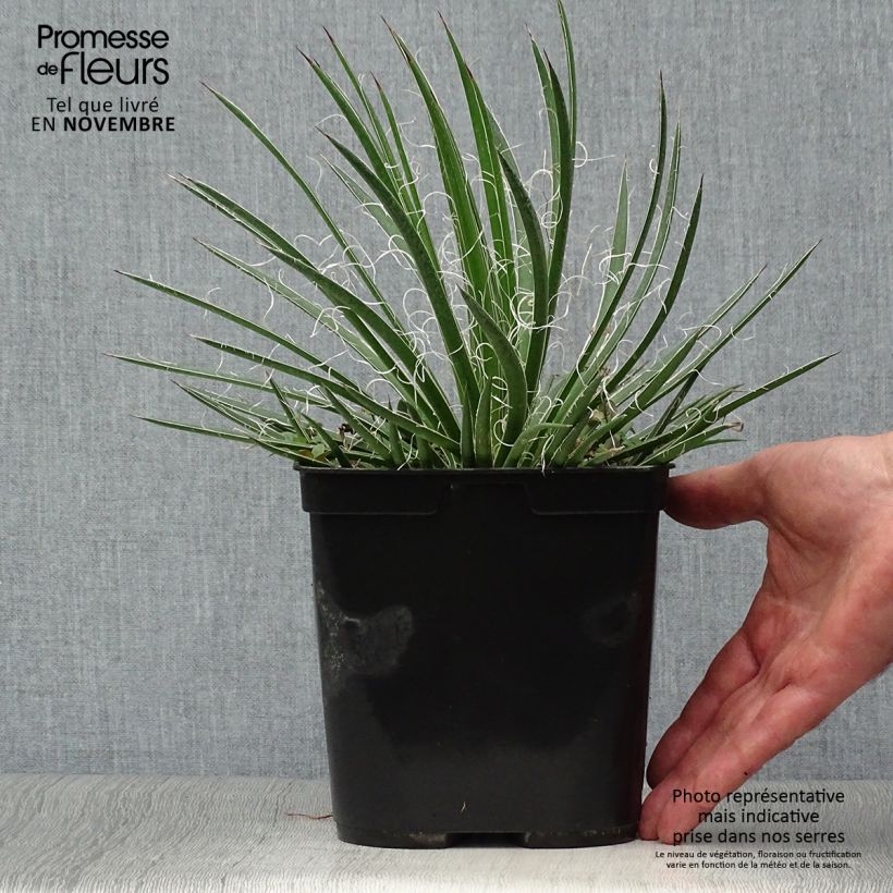 Amostra de Agave geminiflora Vaso de 2 L/3 L tal como entregue no outono