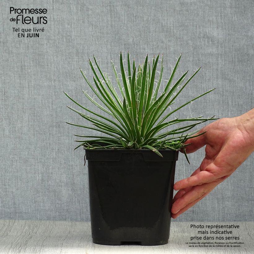 Amostra de Agave geminiflora Vaso de 2 L/3 L tal como entregue no verão
