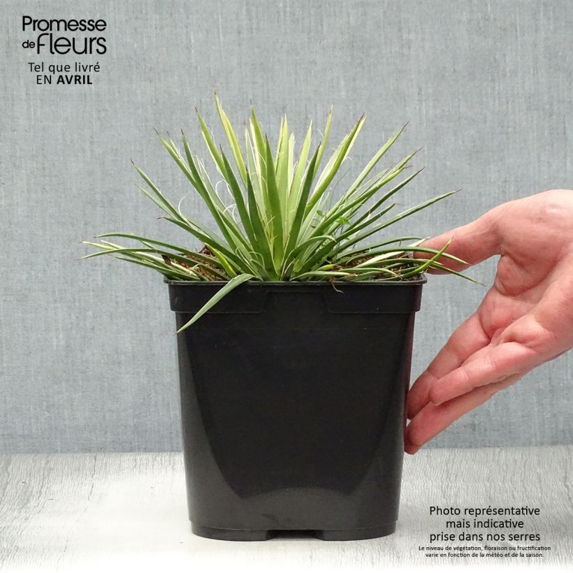 Amostra de Agave geminiflora Vaso de 2 L/3 L tal como entregue na primavera