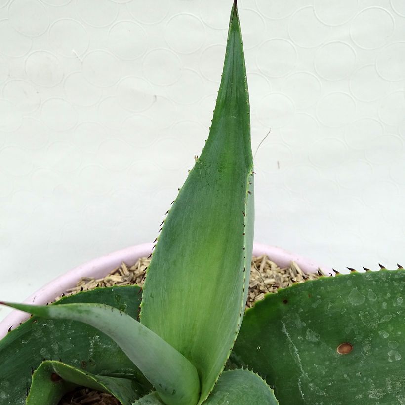 Agave guiengola (Folhagem)