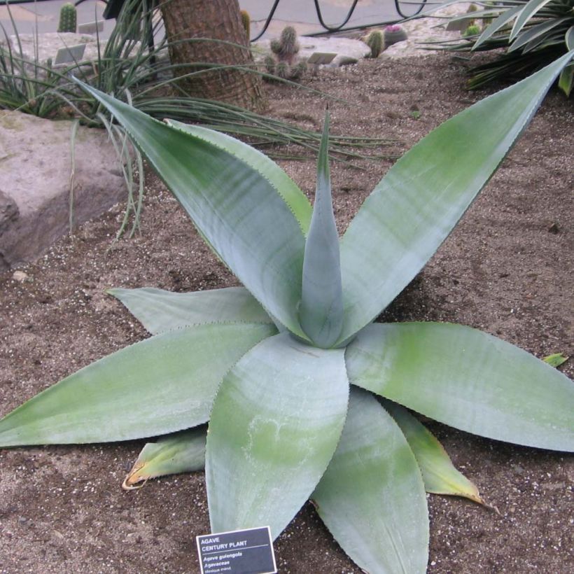 Agave guiengola (Hábito)