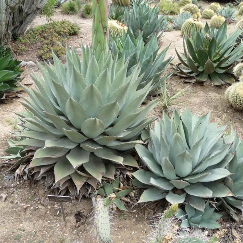 Agave havardiana (Hábito)