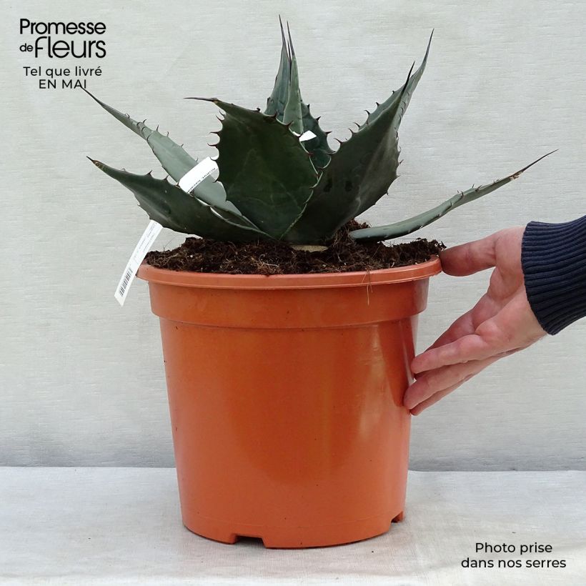 Amostra de Agave havardiana Vaso de 7,5 L/10 L tal como entregue na primavera