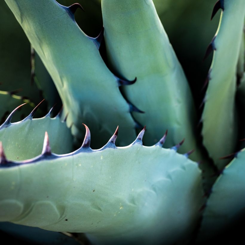 Agave havardiana (Folhagem)