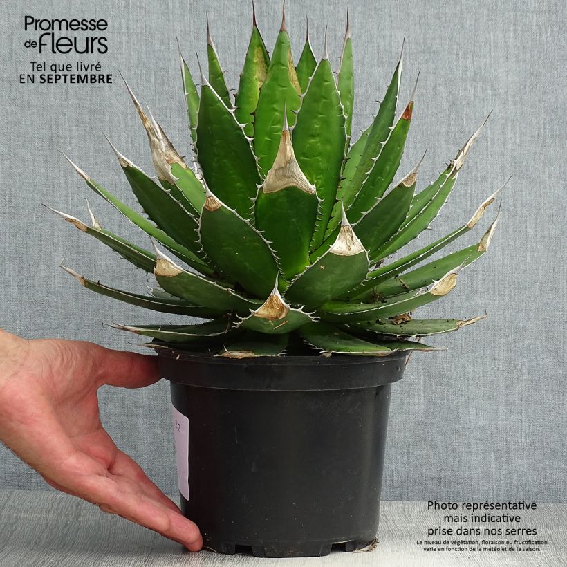 Amostra de Agave horrida Vaso de 3 L/4 L tal como entregue no verão