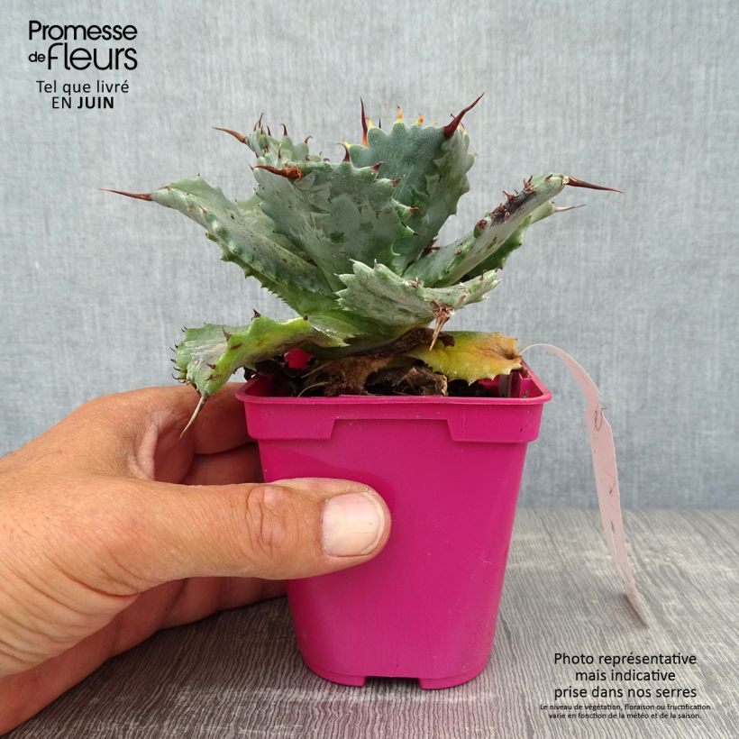Amostra de Agave isthmensis Vaso de 10 cm/11 cm tal como entregue no verão
