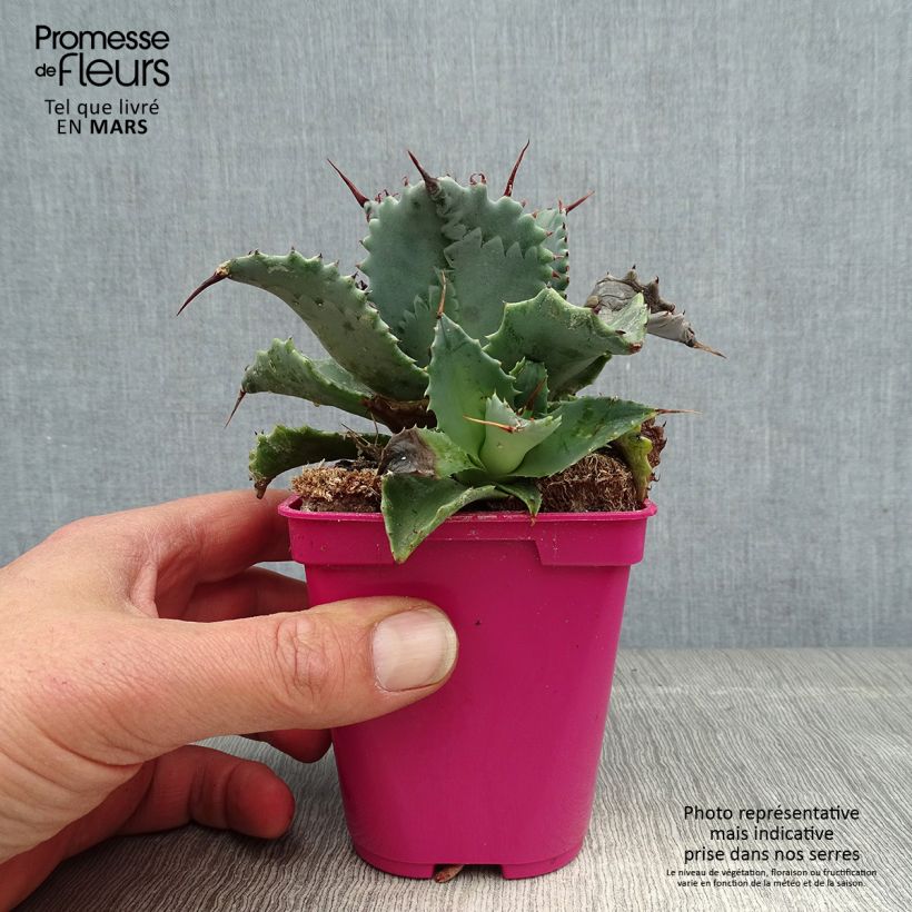 Amostra de Agave isthmensis Vaso de 10 cm/11 cm tal como entregue na primavera