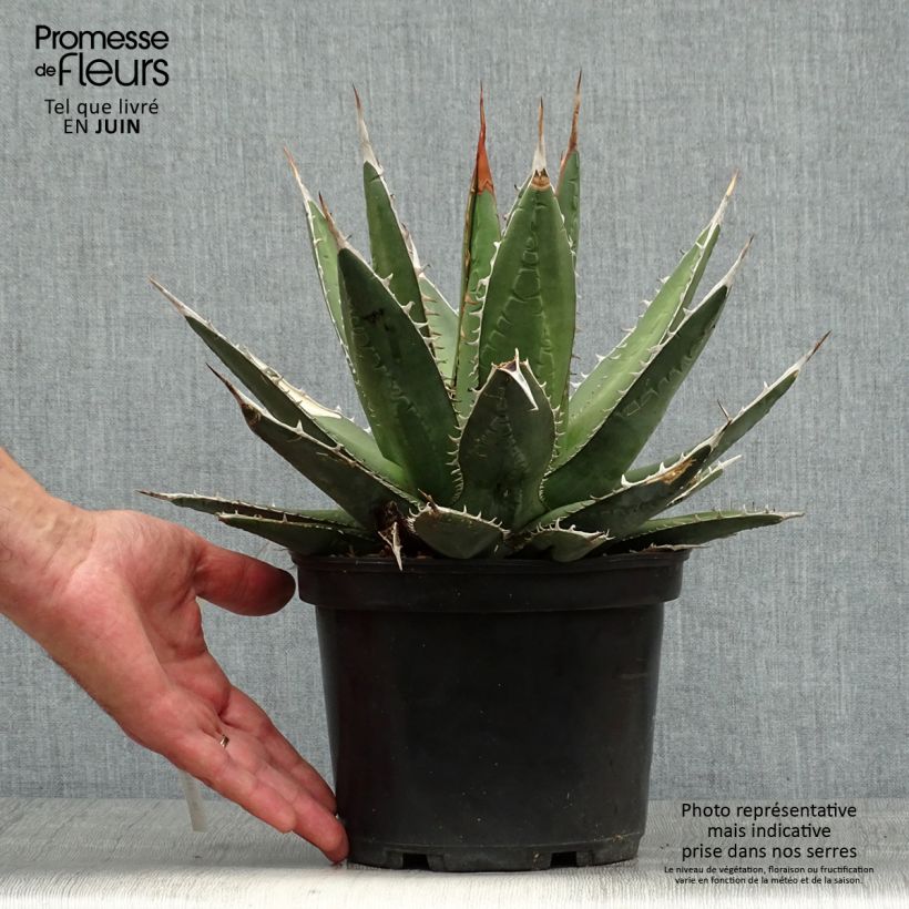 Amostra de Agave kerchovei Vaso de 3 L/4 L tal como entregue no verão