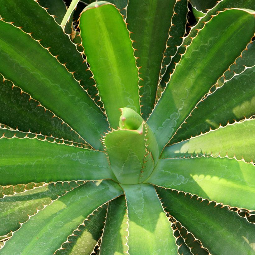 Agave lophantha (Folhagem)