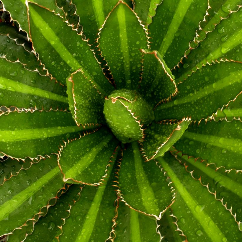 Agave lophantha Splendida (Folhagem)