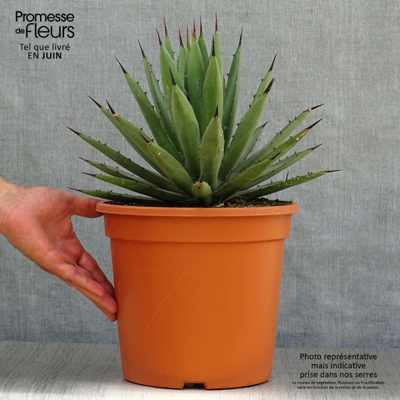 Amostra de Agave macroacantha Vaso de 7,5 L/10 L tal como entregue no verão