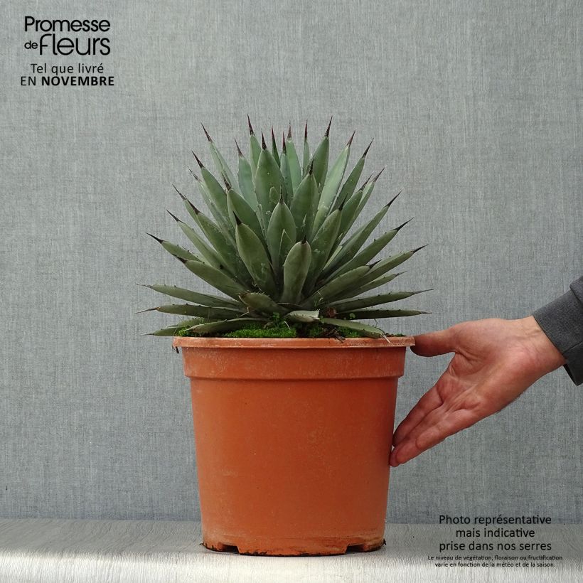 Amostra de Agave macroacantha Vaso de 7,5 L/10 L tal como entregue no outono
