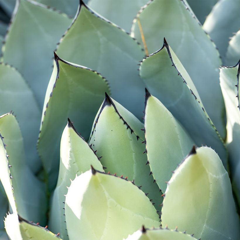 Agave macroacantha (Folhagem)