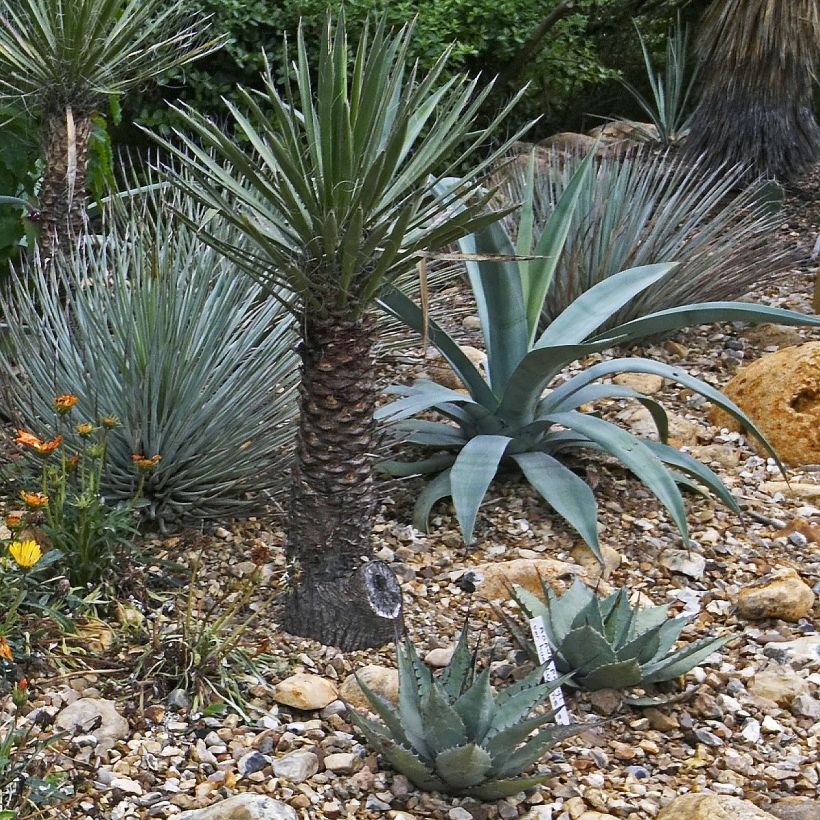 Agave macroacantha (Hábito)