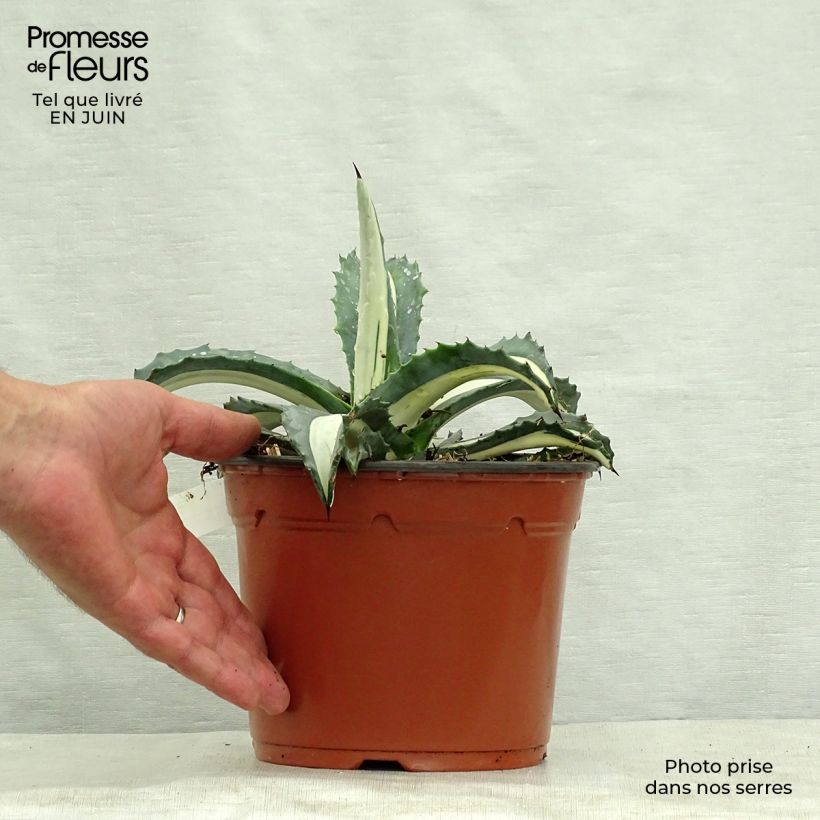 Amostra de Agave americana Mediopicta Alba Vaso de 2 L/3 L tal como entregue no verão