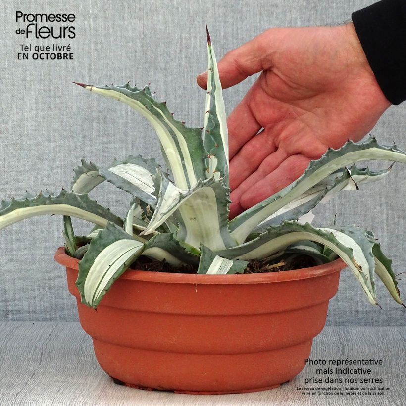 Amostra de Agave americana Mediopicta Alba Vaso de 2 L/3 L tal como entregue no outono