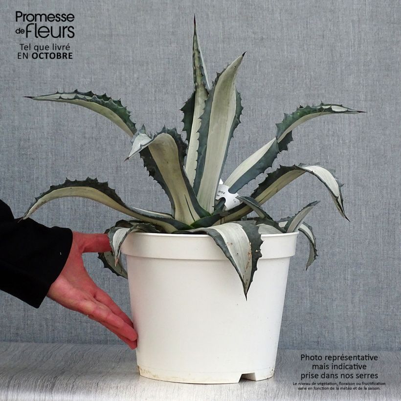 Amostra de Agave americana Mediopicta Alba Vaso de 7,5 L/10 L tal como entregue no outono
