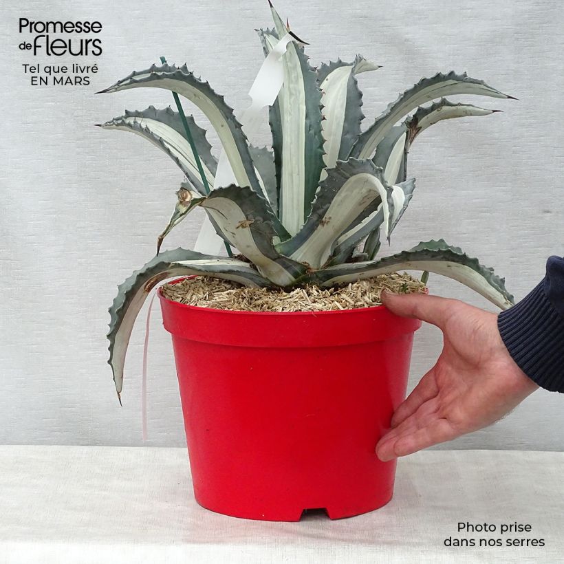 Amostra de Agave americana Mediopicta Alba Vaso de 7,5 L/10 L tal como entregue na primavera