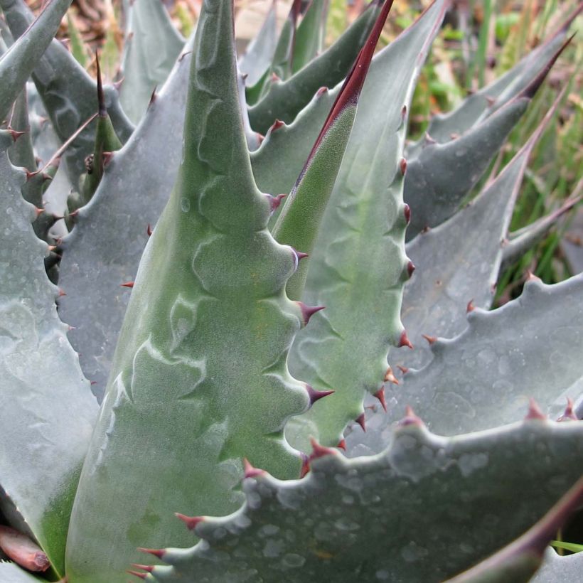 Agave montana (Folhagem)