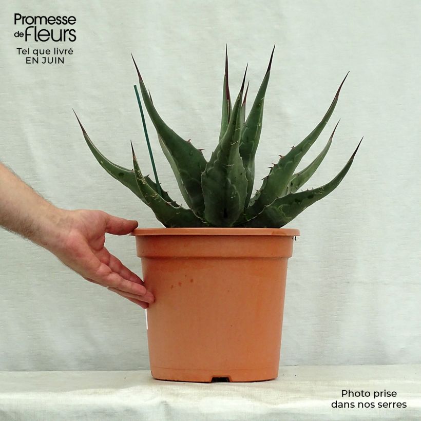 Amostra de Agave montana Vaso de 7,5 L/10 L tal como entregue no verão