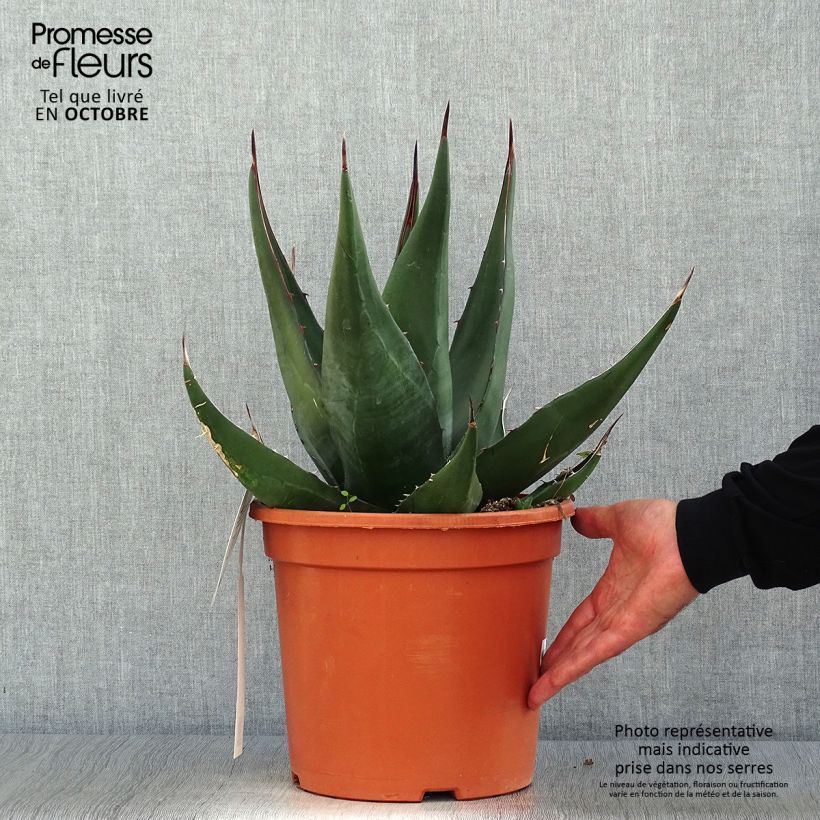 Amostra de Agave montana Vaso de 7,5 L/10 L tal como entregue no outono