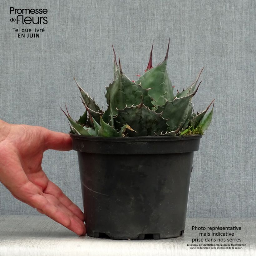 Amostra de Agave parrasana Vaso de 3 L/4 L tal como entregue no verão
