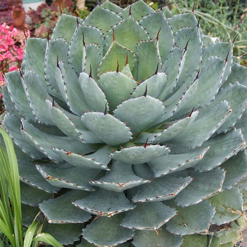 Agave Kikijokan (Hábito)