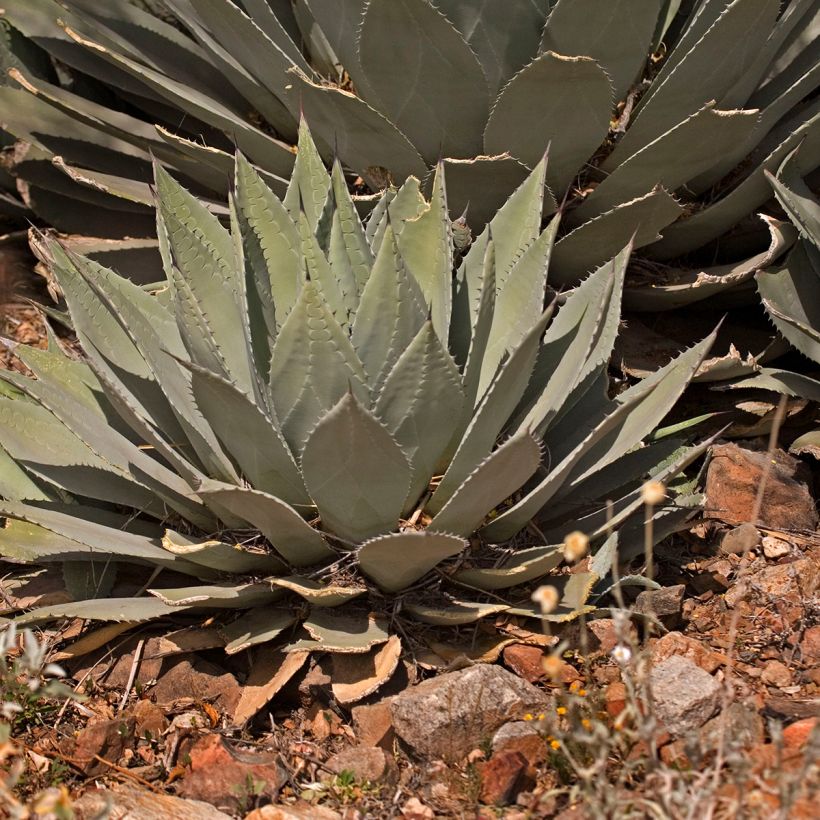 Agave parryi var. huachucensis (Hábito)