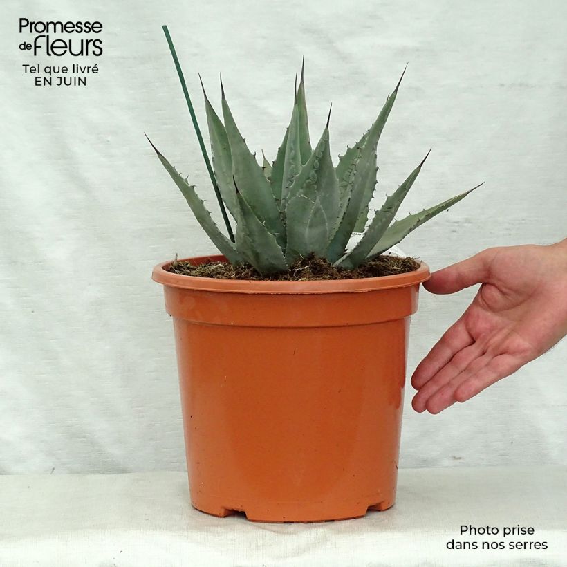 Amostra de Agave parryi var. neomexicana Vaso de 7,5 L/10 L tal como entregue no verão