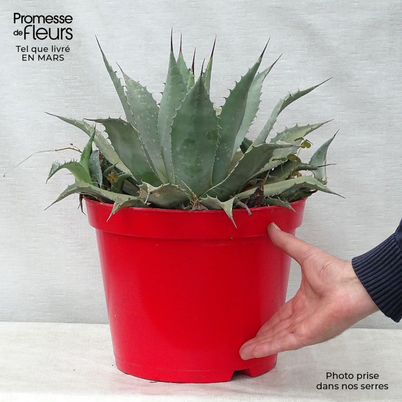 Amostra de Agave parryi var. neomexicana Vaso de 7,5 L/10 L tal como entregue na primavera