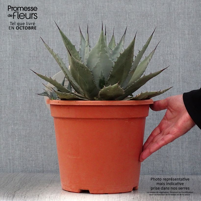 Amostra de Agave parryi var. neomexicana Vaso de 7,5 L/10 L tal como entregue no outono
