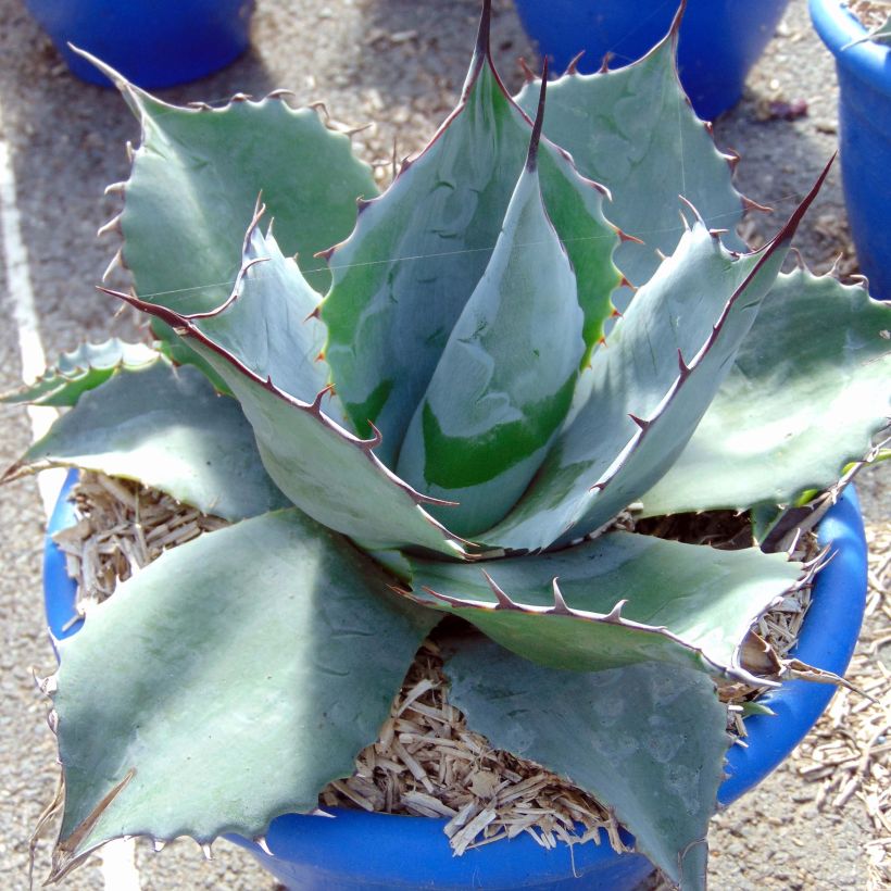 Agave potatorum var. verschaffeltii (Hábito)