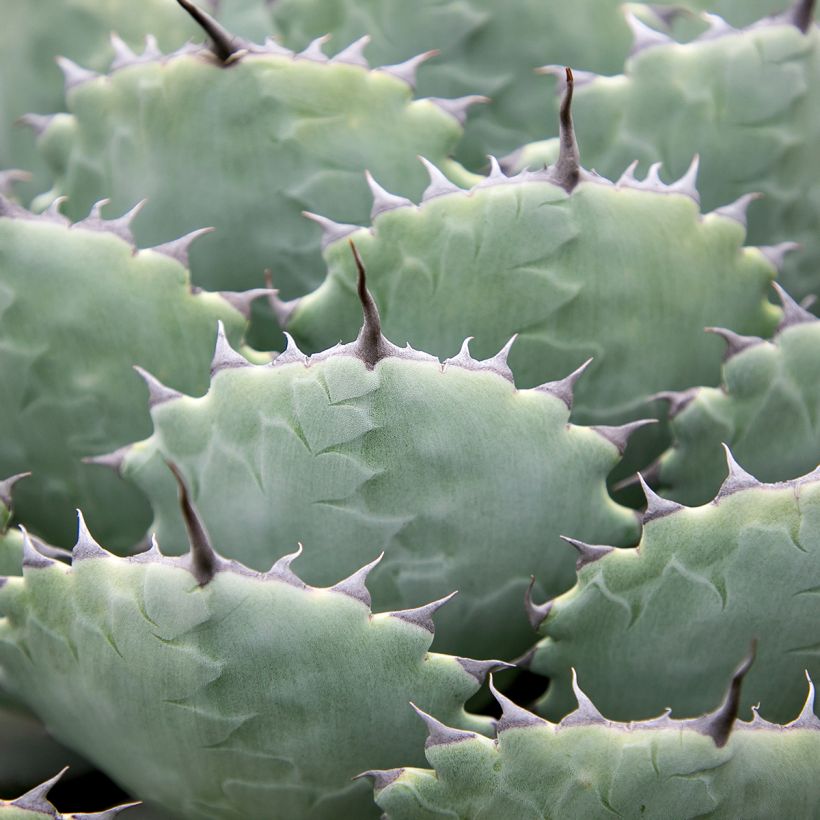Agave potatorum var. verschaffeltii (Folhagem)