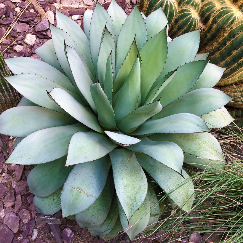 Agave potatorum var. verschaffeltii (Hábito)