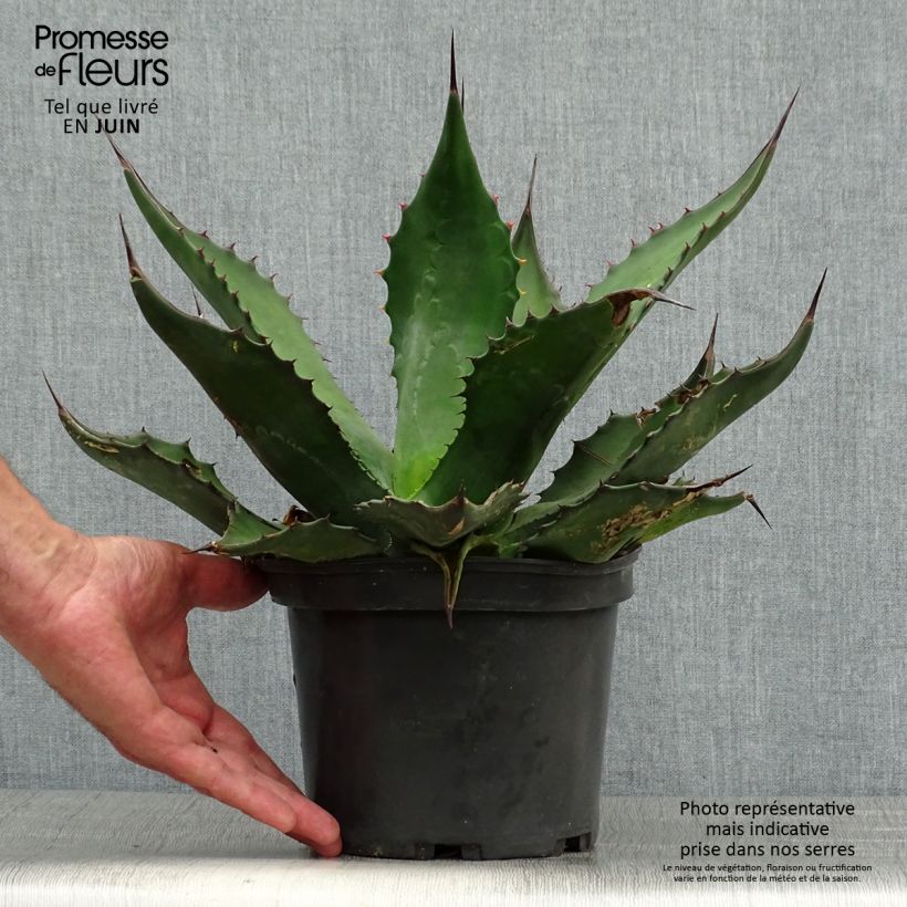 Amostra de Agave salmiana Vaso de 3 L/4 L tal como entregue no verão