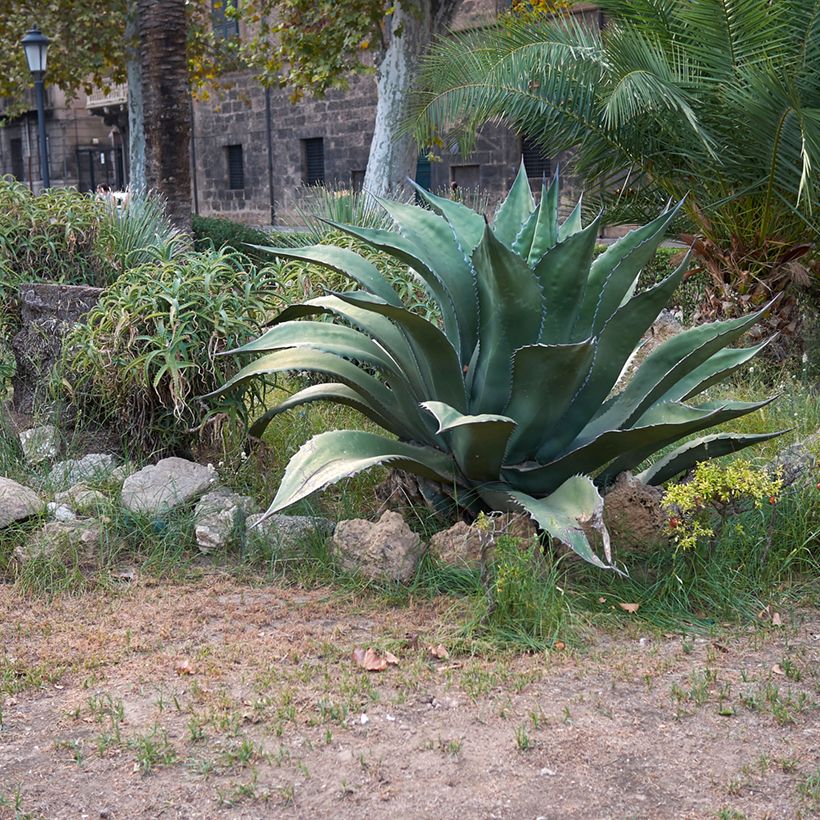 Agave salmiana subsp. crassispina (Hábito)