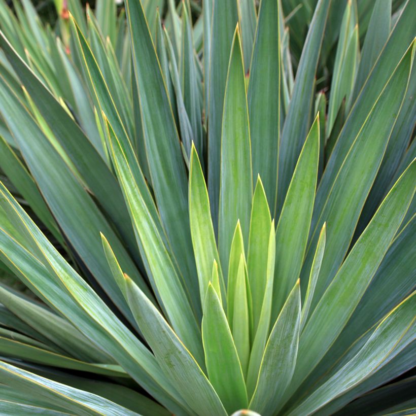 Agave sisalana (Folhagem)