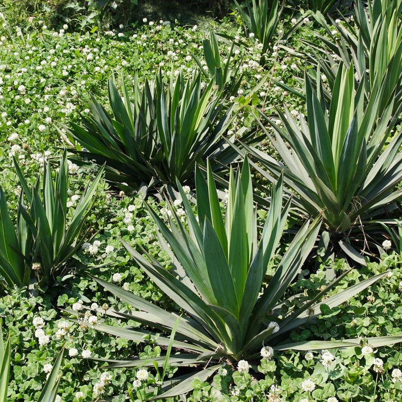 Agave sisalana (Hábito)