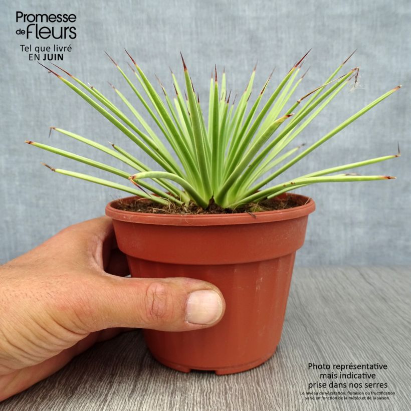 Amostra de Agave stricta Nana Vaso de 12 cm/13 cm tal como entregue no verão