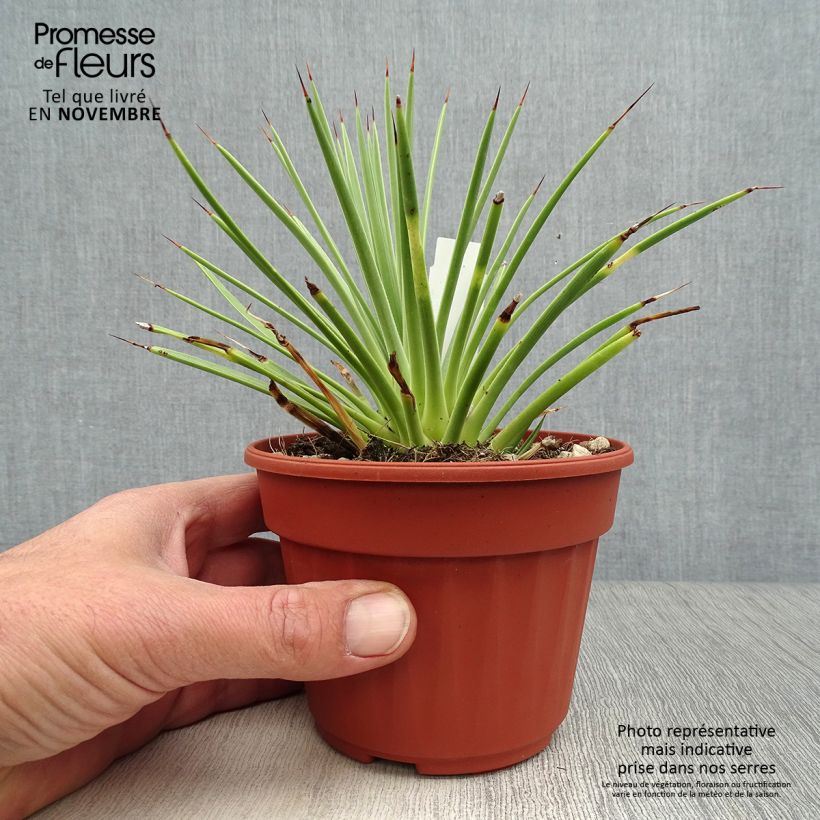 Amostra de Agave stricta Nana Vaso de 12 cm/13 cm tal como entregue no outono