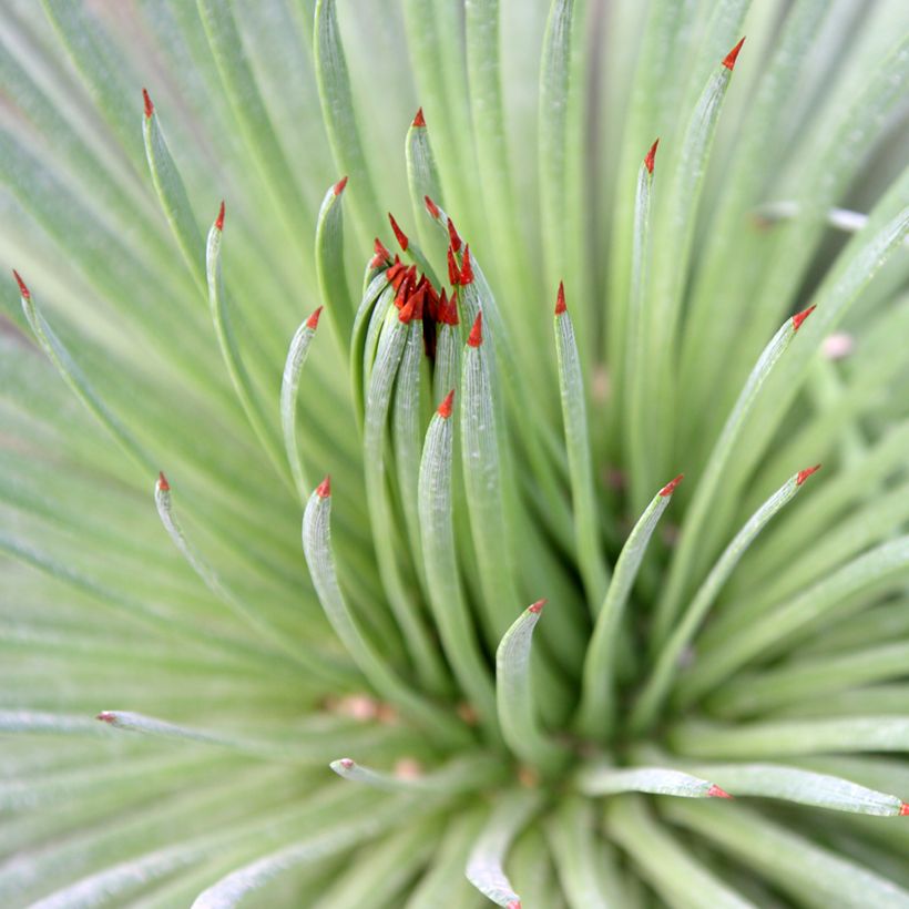 Agave stricta (Folhagem)