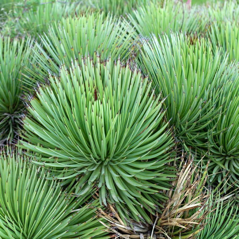 Agave stricta (Hábito)