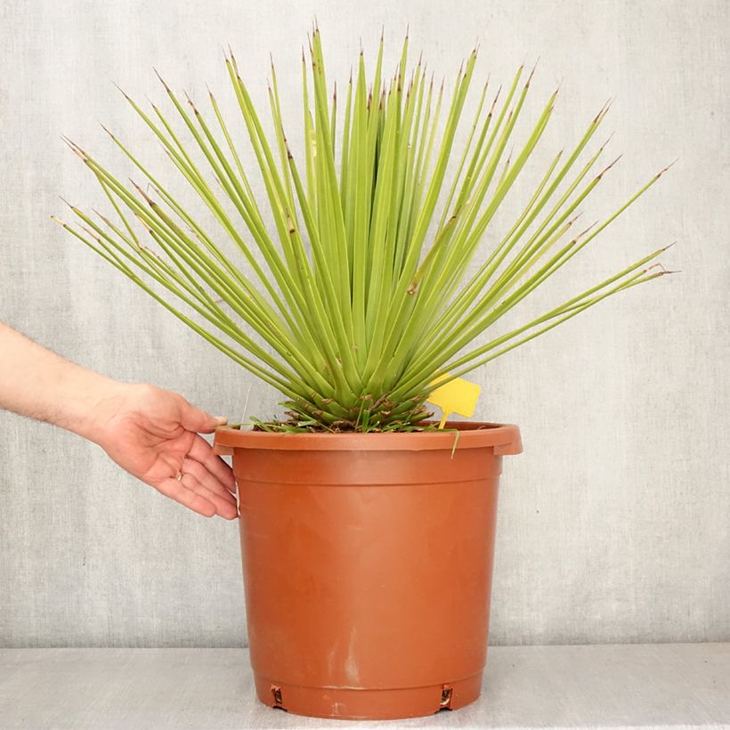 Amostra de Agave stricta Vaso de 12 L/15 L tal como entregue na primavera