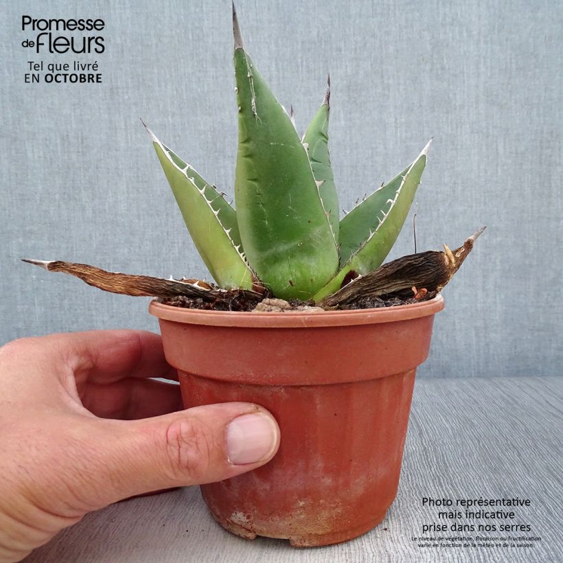 Amostra de Agave titanota Pot de 12 cm / 13 cm tal como entregue no outono